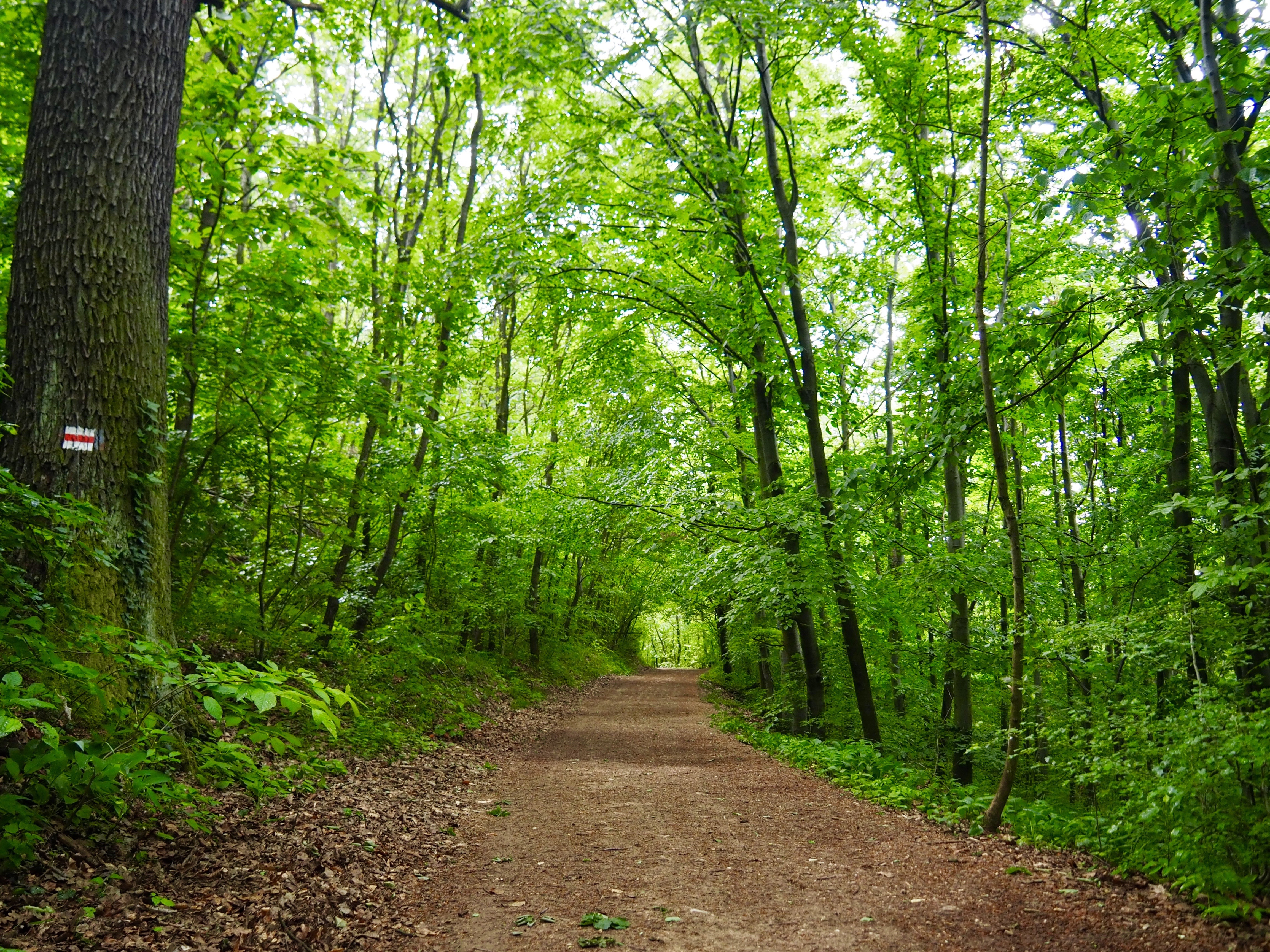 Trails in the Buda Hills